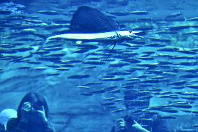 Sailfish at Fukushima aquarium