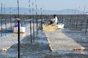 Seaweed farming in southwestern Japan