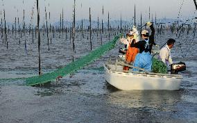 Seaweed farming in southwestern Japan