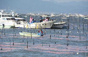 Seaweed farming in southwestern Japan