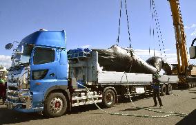 Dead whale landed at Sendai port