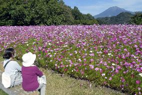 Cosmoses in full bloom at flower park in western Japan