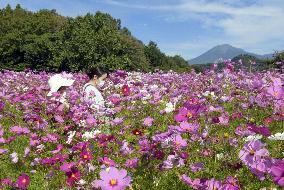 Cosmoses in full bloom at flower park in western Japan