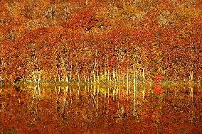 Autumn foliage in northeastern Japan