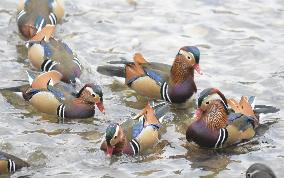 Mandarin ducks in Japan