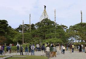 Tree protection work at Kenrokuen garden