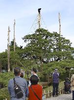 Tree protection work at Kenrokuen garden