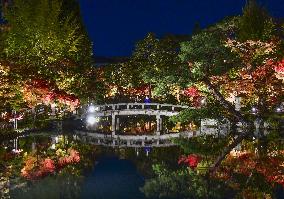 Maple trees lit up at Kyoto temple