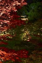 Maple trees lit up at Kyoto temple