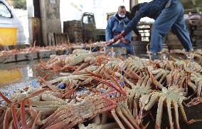 Snow crab fishing in Japan