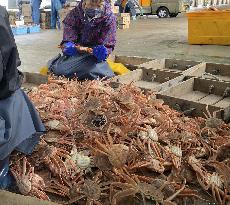 Snow crab fishing in Japan