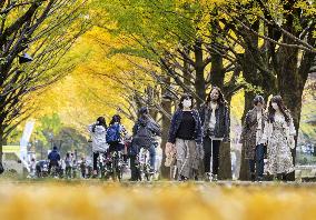 Ginkgoes in autumn color in Tokyo