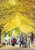 Ginkgoes in autumn color in Tokyo