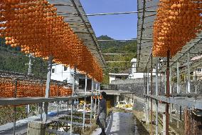 Production of skewered persimmons in western Japan