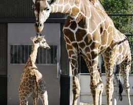 Baby giraffe at western Japan zoo