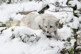 Arctic fox at Hokkaido zoo