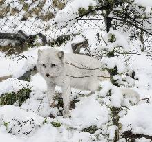 Arctic fox at Hokkaido zoo