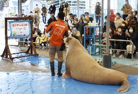 Walrus at tax payment promotion event in Japan