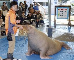 Walrus at tax payment promotion event in Japan