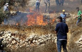 Clash between Palestinians and Jewish settlers at olive grove