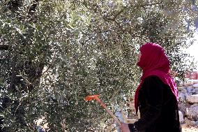 Olive grove in West Bank