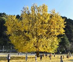 Large ginkgo tree in western Japan