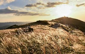 Silver grass in western Japan