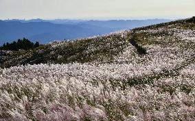 Silver grass in western Japan