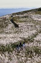 Silver grass in western Japan