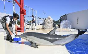 Dolphin at southwestern Japan aquarium