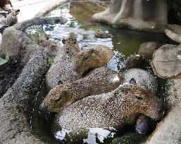 Capybaras bathing at Japanese zoo