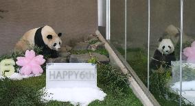 Panda twins have 6th birthday in Japan