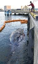 Dead whale found again at Japanese port