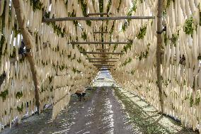 Mass radish drying