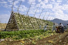 Mass radish drying