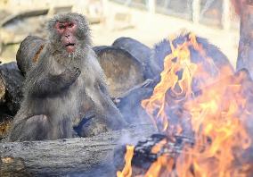 Monkeys around bonfire in central Japan