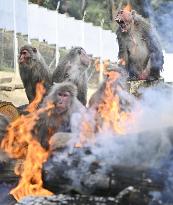 Monkeys around bonfire in central Japan