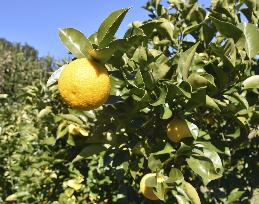 Japanese "kabosu" citrus fruit