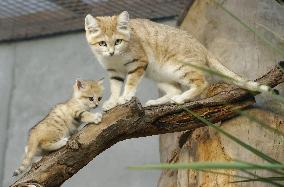 Sand cats at Japanese zoo