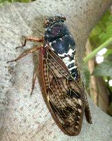 Cicada