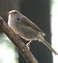 Bush warbler