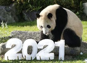 Giant panda at Japan zoo ahead of 2021