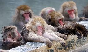 Monkeys in northern Japan hot spring