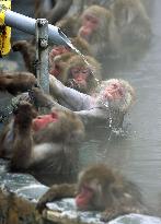 Monkeys in northern Japan hot spring