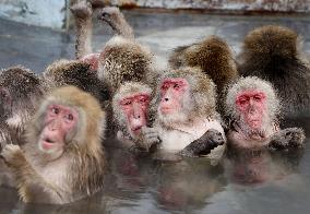 Monkeys in northern Japan hot spring