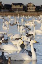 Swans in eastern Japan