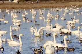 Swans in eastern Japan