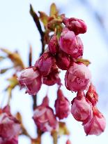 Cherry trees bloom in western Japan