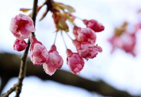 Cherry trees bloom in western Japan