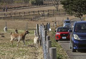 Drive-thru tour at animal park